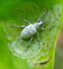 He should have taken the gold. Little Leaf Notcher Weevil And Citrus Leaf Miner Weevils Beautiful Bugs Bugs And Insects