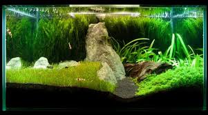 How i made my dirt for aquariums. Zn1dq3bpl0hblm