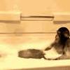 A video is now going viral on social media that shows how a mama monkey is making its child take a bath in what appears to be a. 3