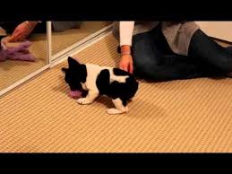 These two are sharing some priceless moments, just listen to that laughter! French Bulldog Puppy First Night At Home First Night With Puppy Bulldog Puppies French Bulldog Puppy
