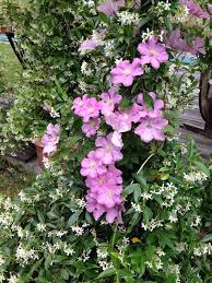 Check spelling or type a new query. Clematis E Gelsomino Plants Gardening Tips Garden