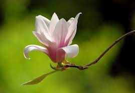 Saucer Magnolia Photo William Mahan Photos At Pbase Com Peach Flowers Flower Pictures Magnolia Flower