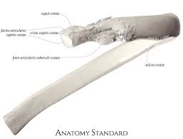 It is broad and flat, its surfaces looking upward and journal of anatomy and physiology. Back View Of The Typical Rib Anatomy Bones Human Ribs Body Anatomy