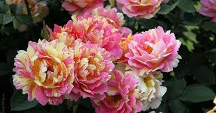 Rose Rose Des Cisterciens Delbard 1998 Shrub Roza Kustovaya Rose Des Cisterciens Delbard 1998 Rose Varieties Shrub Roses Rose