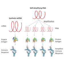 Mrna vaccines are a new type of vaccine to protect against infectious diseases. Self Amplifying Rna Vaccines Give Equivalent Protection Against Influenza To Mrna Vaccines But At Much Lower Doses Molecular Therapy
