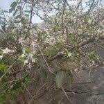 Image result for Feretia