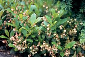 Image result for Galiniera