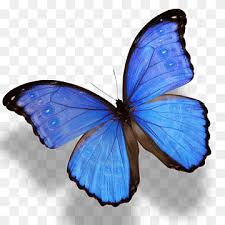 Cold weather in the mountains of mexico, where a butterfly grove ~ each year thousands of vibrant orange and black monarch butterflies flock to. Butterfly White Blue Butterfly Blue Antiquity Brush Footed Butterfly Png Pngwing