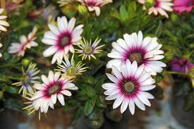 Image result for paprskovka obrázek