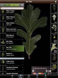 A Partnership Between The Smithsonian And Computer Scientists From Columbia And University Of Maryland Yie Plant Identification App Plant Identification Botany