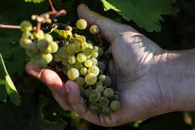 We did not find results for: Entro Il 2021 Nuove Varieta Di Uva Sulle Nostre Tavole