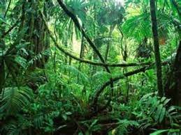 Animals Of The Tropical Rainforest Fourth Grade Reading Passage