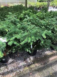 The yewtopia plum yew is a gorgeous evergreen that takes shade in stride! Mystery Plum Yew Rough Dogwood And Sweet Bay Magnolia