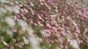 Maybe you would like to learn more about one of these? Piedmont Wholesale Flowers