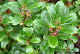 Image result for Myrsinaceae