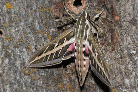 Image result for Hylebates