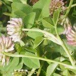 Image result for Trifolium isthmocarpum