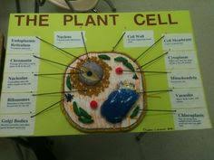 Write a song with lyrics that reflect topics covered in this unit. 29 Plant Cell Project Ideas Cells Project Plant Cell Project Plant Cell