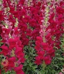 Burgundy Snapdragons Wholesale Flowers Diy Wedding Flowers