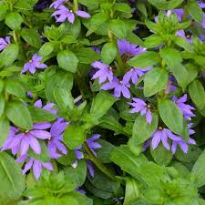 Image result for Scaevola