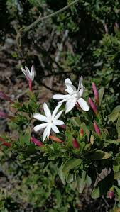 Image result for Jasminum multipartitum