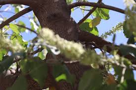 Image result for Croton macrostachyus