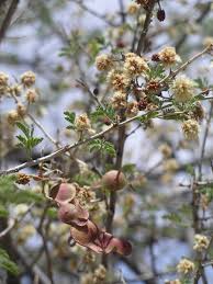 Image result for Cordia senegalensis