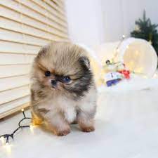 Pin On Baby For Sell
