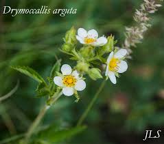 Image result for Drypetes arguta