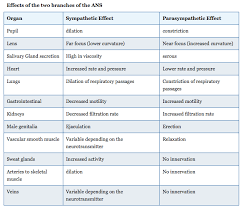 Divisions Of The Autonomic Nervous System Anatomy And