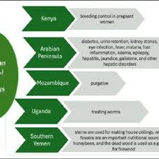 Image result for Anisotes bracteatus