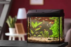 Ikan mas koki 1 : Inilah 5 Penyebab Ikan Peliharaan Stres