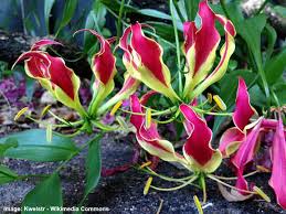 Grepless presents a stunning showcase of 40 images dedicated to the spectacular nature events from all over the world: Rare Flowers That Are Absolutely Beautiful With Pictures