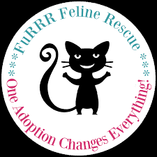 Come and visit our site, already thousands of classified ads await you. Furrr Feline Rescue Cats And Kittens For Adoption