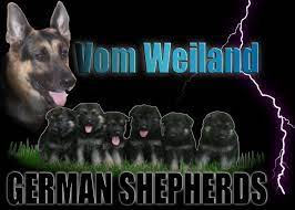 We have a beautiful purebred german shepherd puppy available. Vom Weiland German Shepherd Puppies Nc Home Facebook