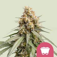 Image result for Silver Haze 1968 Imperial