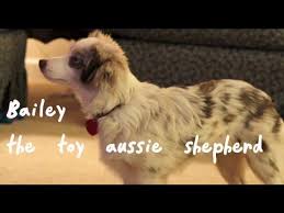 Toy Australian Shepherd