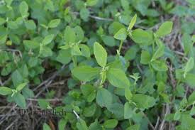 Image result for Sida rhombifolia