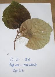 Image result for Dombeya shupangae