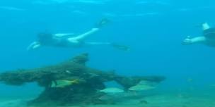 2-Hour Guided Snorkel Tour of Phil Foster Park