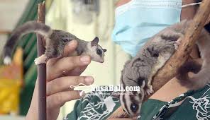 Nusabali Com Pengembangbiakkan Sugar Glider Hewan Marsupial Nan Lucu