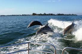 Kayak Fisherman stock image. Image of florida, tampa