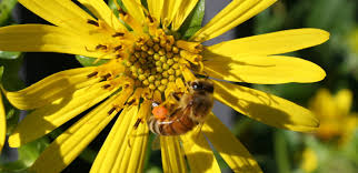 Using the best flowers for honey bees increases the odds of attracting these pollinators to your bee garden. What About The Effect Of Fungicides On Bees Greenhouse Product News