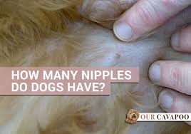How many nipples do dogs have? - Our Cavapoo