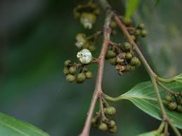 Image result for Achariaceae