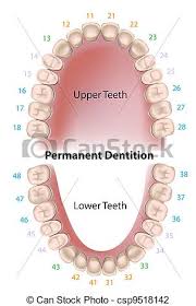 Dental Notation Permanent Teeth