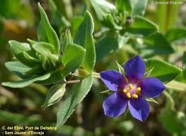 Image result for Anagallis barbata