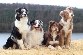 Wonderful Pic Border Collies Brown Style Border Collies Border Brown Collies Pic Style Wonderful 2020 Cok Sirin Hayvanlar Sevimli Kopekler Kopek Turleri