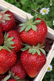 What To Grow In Spring Vegetables Fruits And Herbs Strawberry Plants Strawberry Fruit