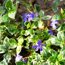 Image result for Vinca minor